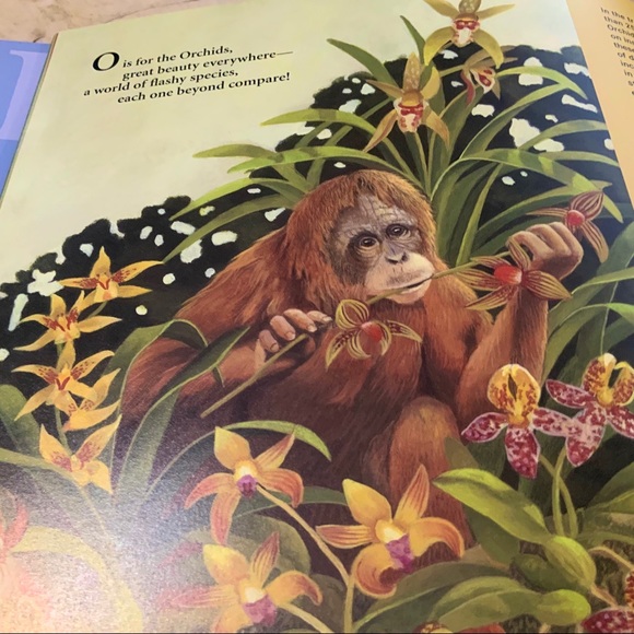 A IS FOR ANACONDA - RAINFOREST ALPHABET child’s book - Picture 5 of 9